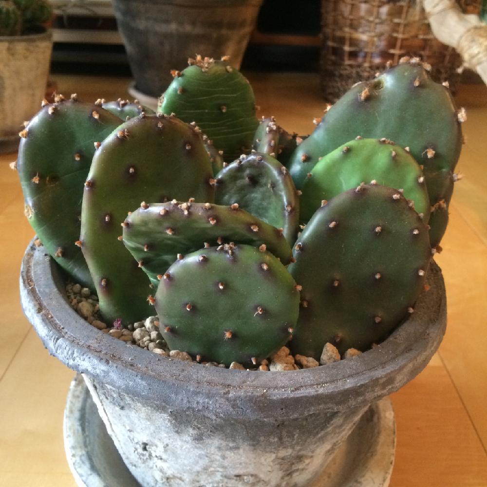 ウチワサボテンの投稿画像 By きの子さん 部屋と病気 と成長記録とすごいショックとトゲがかなり痛いと病気 と成長記録とすごいショックとトゲがかなり痛い 15月11月19日 Greensnap グリーンスナップ Greensnap グリーンスナップ