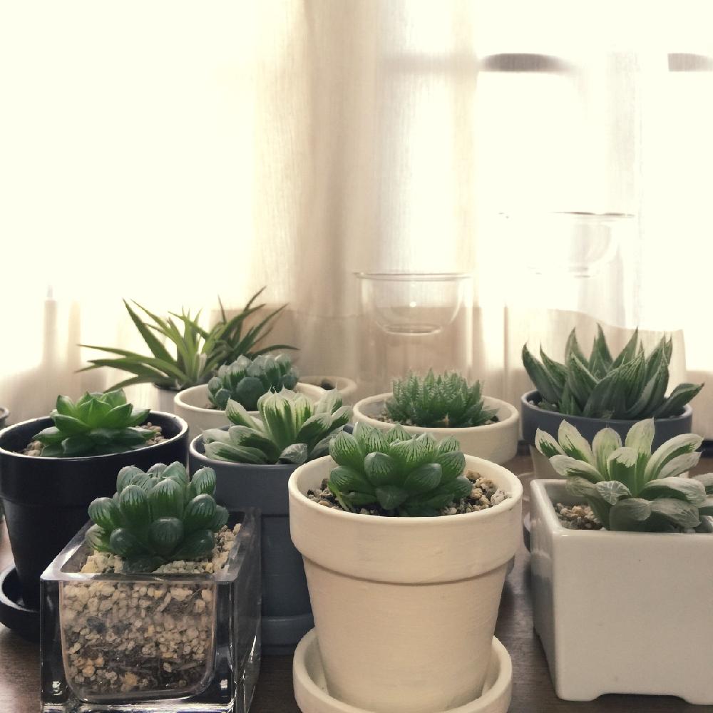 ハオルチア 青水晶の投稿画像 By Haruさん ホワイトゴーストとハオルチア 羽衣とハオルチア 白水晶とハオルチア メアリとハオルチア 錦とハオルチア 光るオブツーサとハオルチア オブツーサとお気に入りと今日の一枚と日光浴と朝日とインテリアグリーン 15月11月21日