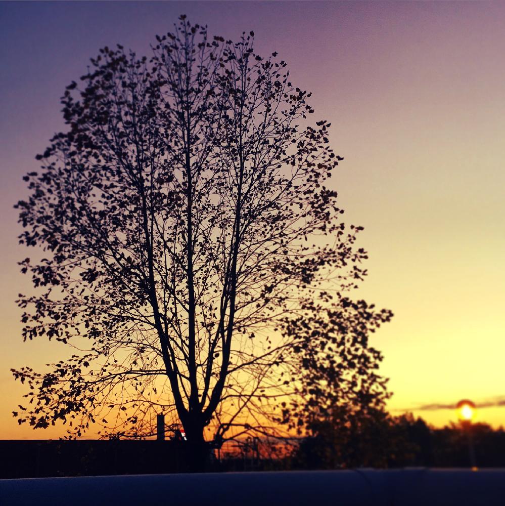 ユリノキの投稿画像 By 池さん 街路樹と枝振りと盆栽と観枝植物 15月11月22日 Greensnap グリーンスナップ