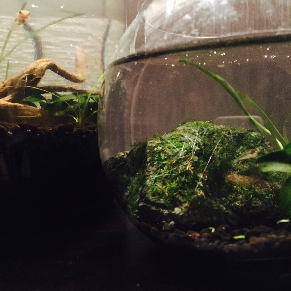 ウィローモスの投稿画像 By ほーさん ボトルアクアリウムと今日の一枚とヤマトヌマエビとメダカと水草 15月11月25日 Greensnap グリーンスナップ