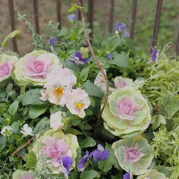 ヘリクリサム シルバースターの投稿画像一覧 Greensnap グリーンスナップ