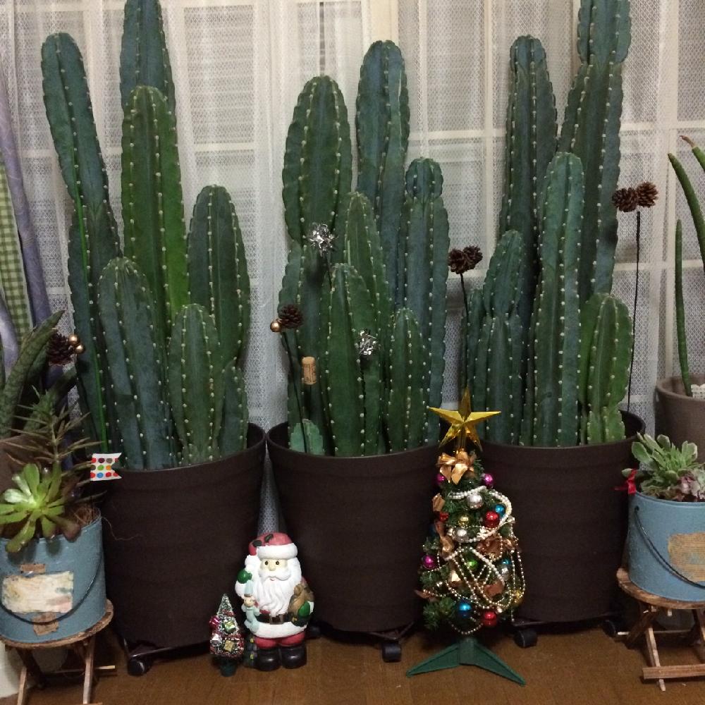 サボテン鬼面角ヌーダムの投稿画像 By Tomokoさん サボテン科 15月11月26日 Greensnap グリーンスナップ