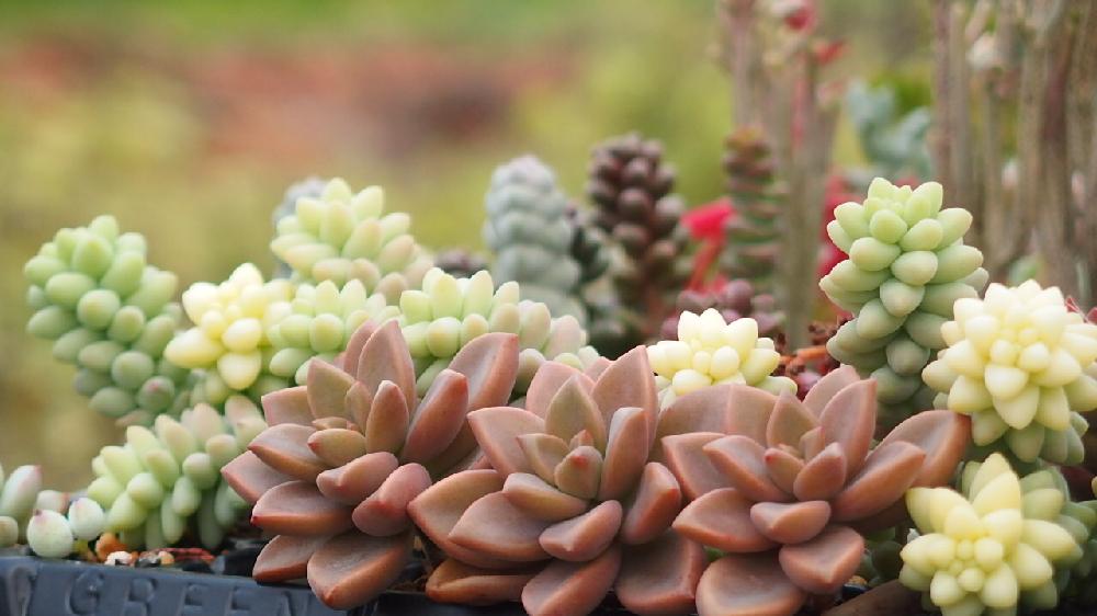 多肉植物 ビアホップ 新玉つづり カット苗 買い取り 新玉つづり カット苗 多肉植物 ビアホップ 新玉つづり カット苗 買い取り 新玉つづり カット苗