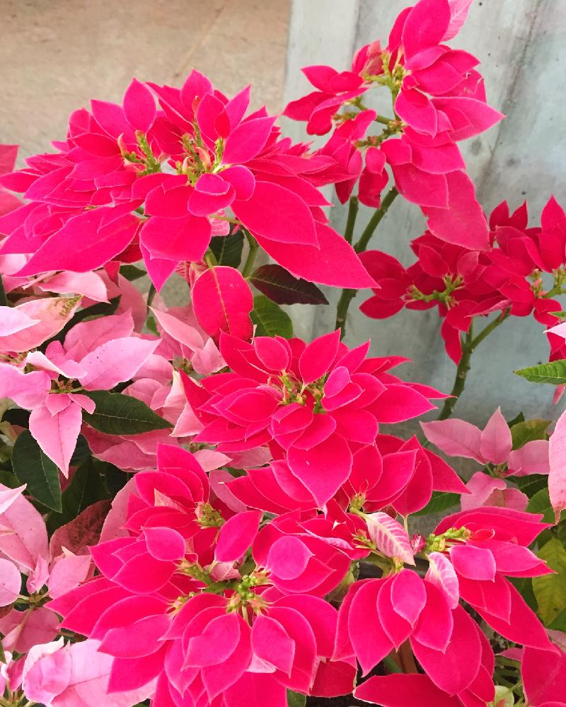 プリンセチアの投稿画像 By 花ママさん お出かけ先とピンクの葉っぱと冬の植物と冬を楽しむとほんのりピンクと鮮やかピンクとクリスマスとピンクの葉っぱと冬 の植物と冬を楽しむとほんのりピンクと鮮やかピンクとクリスマス 15月11月28日 Greensnap グリーン プリンセチアの投稿画像 By 花ママさん お出かけ先とピンクの葉っぱと冬の植物と冬を楽しむとほんのりピンクと鮮やかピンクとクリスマスとピンクの葉っぱと冬 の植物と冬を楽しむとほんのりピンクと鮮やかピンクとクリスマス 15月11月28日 Greensnap グリーン