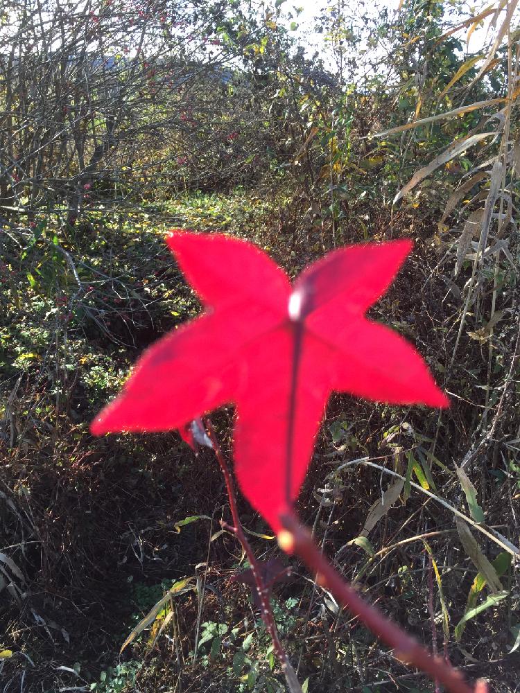 モミジバフウの投稿画像 By カルチベーターさん 冬に負けない 15月12月1日 Greensnap グリーンスナップ