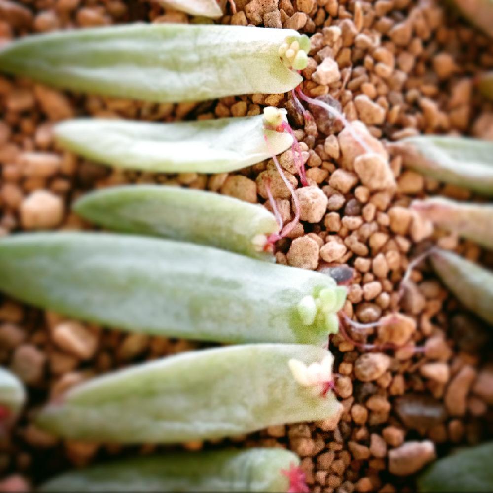 樹氷の投稿画像 By Taka Sheepさん 棚と多肉植物とセデベリア属と冬に負けない と植中毒と今日の一枚と自己流と葉挿しと多肉植物とセデベリア属と 冬に負けない と植中毒と今日の一枚と自己流と葉挿し 15月12月2日 Greensnap グリーンスナップ Greensnap