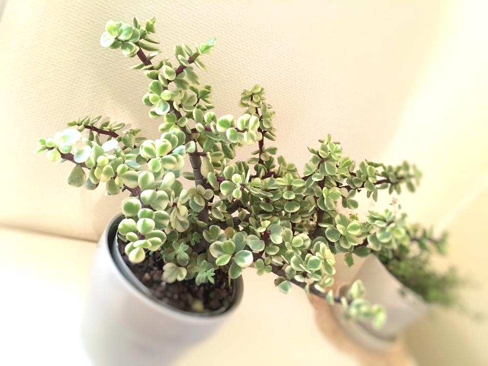 ポーチュラカリア 雅楽の舞の投稿画像 By Hiromiさん 多肉植物 15月12月4日 Greensnap グリーンスナップ