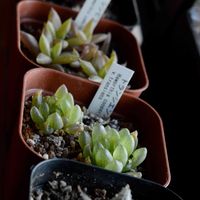 ハオルチア シンビフォルミス,トランシエンス,竜鱗,ハオルチア　トランシエンシス,ハオルチア属の画像