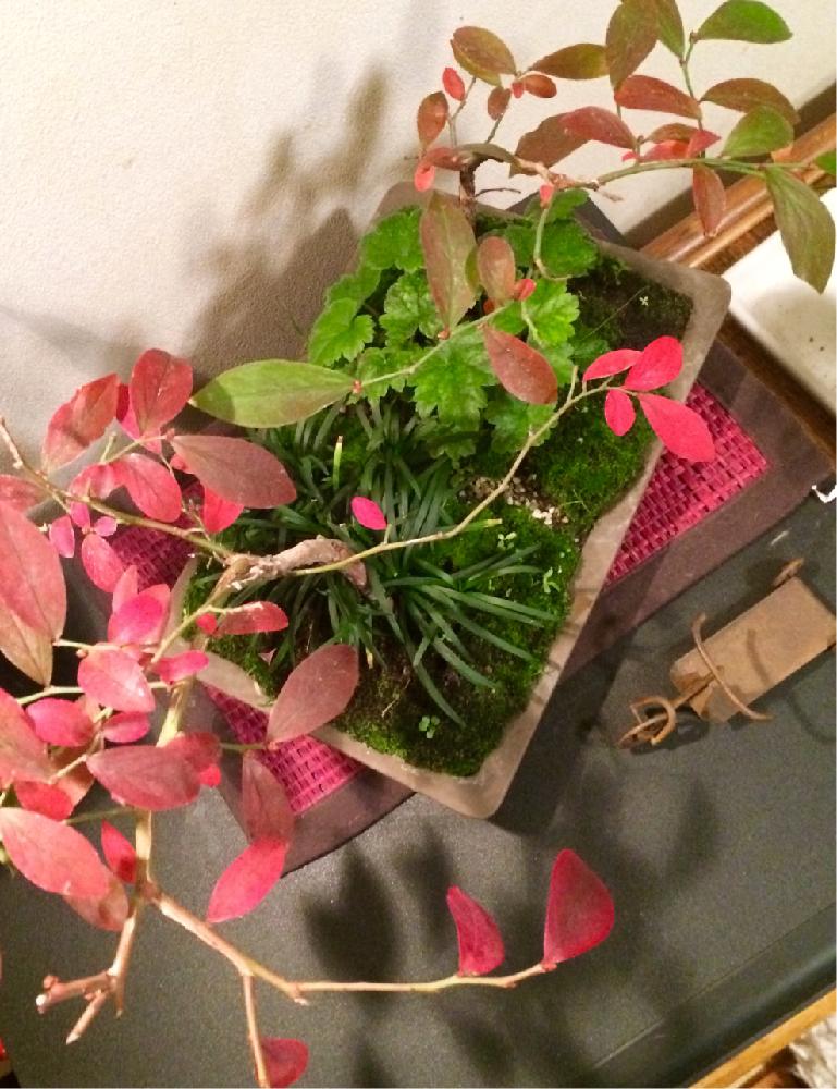 タマリュウの投稿画像 By Kokessierさん チャルメル草とブルーベリーと3年のサイクル と盆栽と初収穫4粒食す と鮮やか赤紅葉 全開 15月12月6日 Greensnap グリーンスナップ