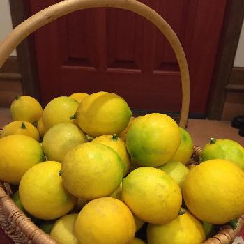 今年最後の収穫物の画像 by なみさん | 小さな庭とレモンと実を楽しみ生活と今年最後の収穫物