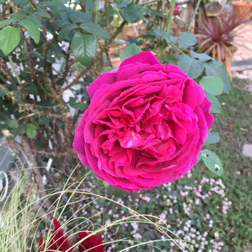 四季咲きオールドローズの投稿画像 By Kazu0905さん 濃いピンク色とトゲが凄いと大輪の花と一輪でも存在感ありますと強香で うっとり と名前を忘れちゃいました 残念 とロゼット咲き 15月12月9日 Greensnap グリーンスナップ