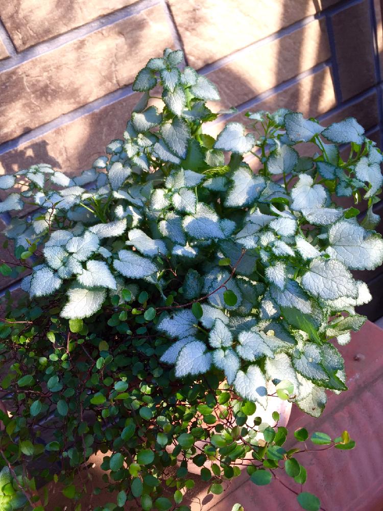 ワイヤープランツの投稿画像 By みみゆさん ラミウムシルバーと可愛い葉っぱと冬を楽しむと朝日 2015月12月10日 Greensnap グリーンスナップ