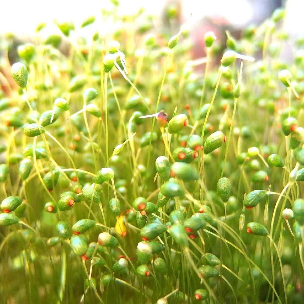 ハリガネゴケの投稿画像 By Tenさん 裏庭と胞子体と腐海の森とコケ植物と腐海植物みたいとナウシカの研究室とフォトジェニックな苔コンテスト 15月12月11日 Greensnap グリーンスナップ