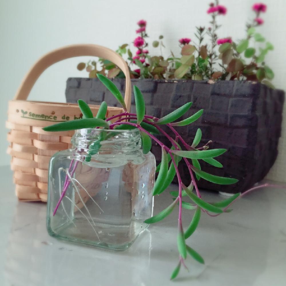 ルビーネックレスの投稿画像 By ぽかぽかなおさん 多肉植物と水耕栽培とうれしい と冬を楽しむと水耕栽培コンテスト 15月12月13日 Greensnap グリーンスナップ