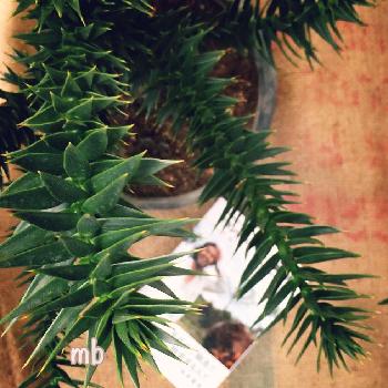 レア植物コンテスト第2弾の画像 by miibuさん | 小さな庭とモンキーパズルツリーとレア植物コンテスト第2弾