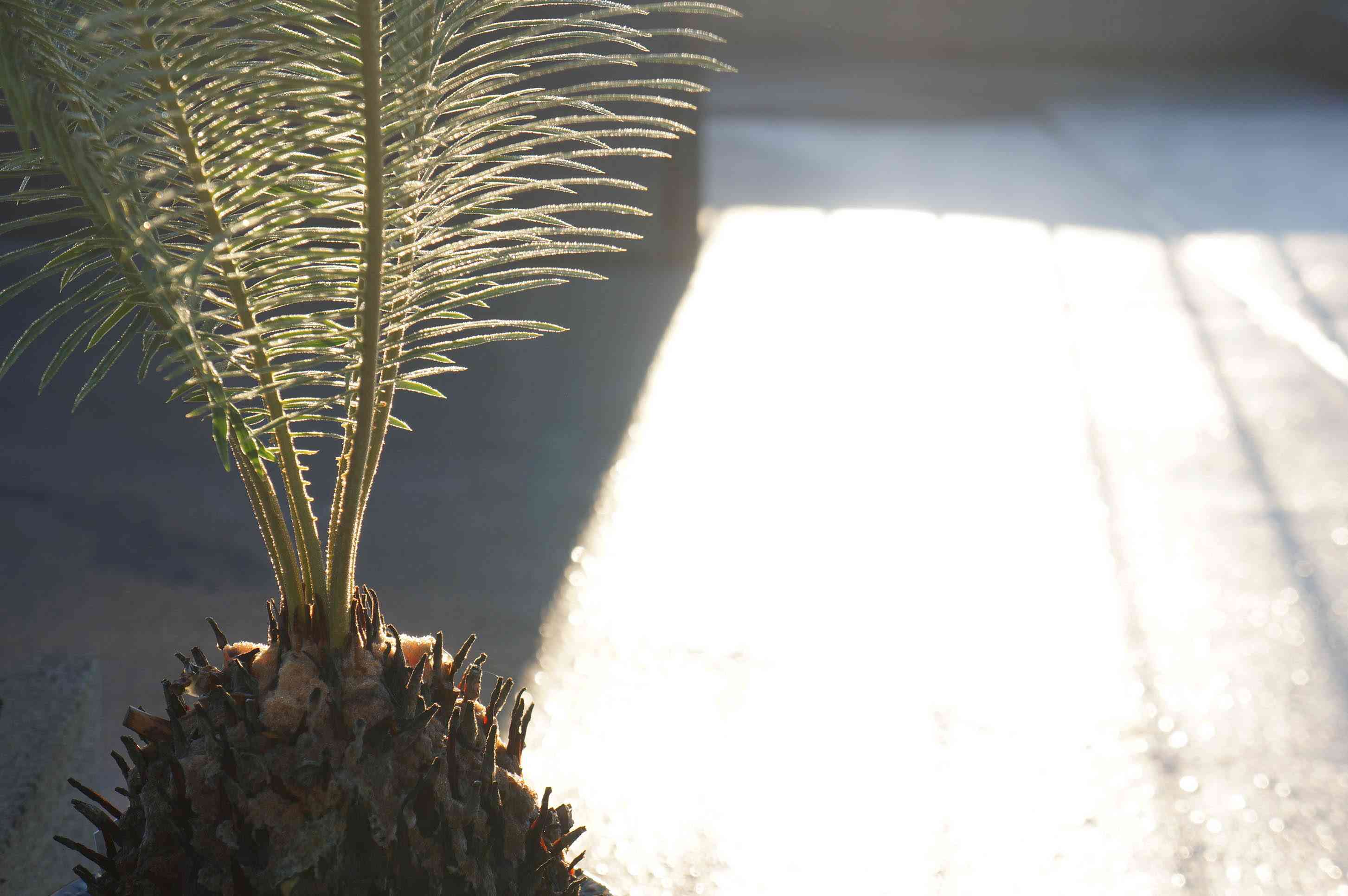 ソテツ　サイカス　パンジファエンシス　実生 ソテツ サイカス パンジファエンシス 実生