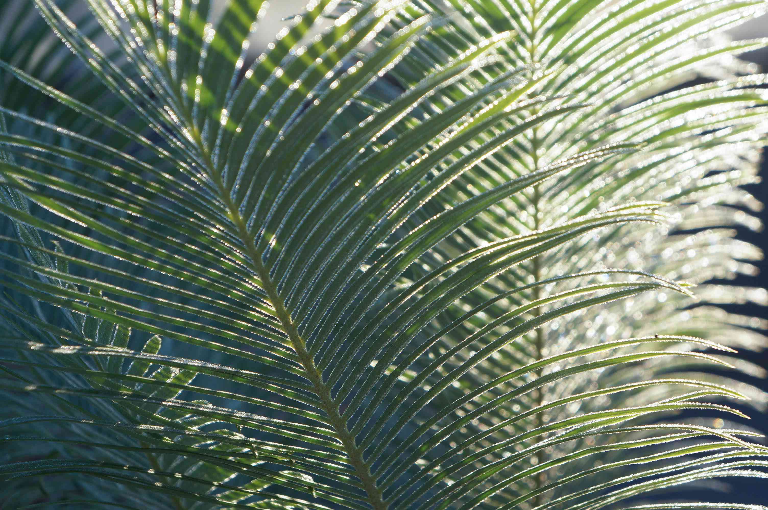 サイカス パンジファエンシスの一覧｜🍀GreenSnap（グリーンスナップ）