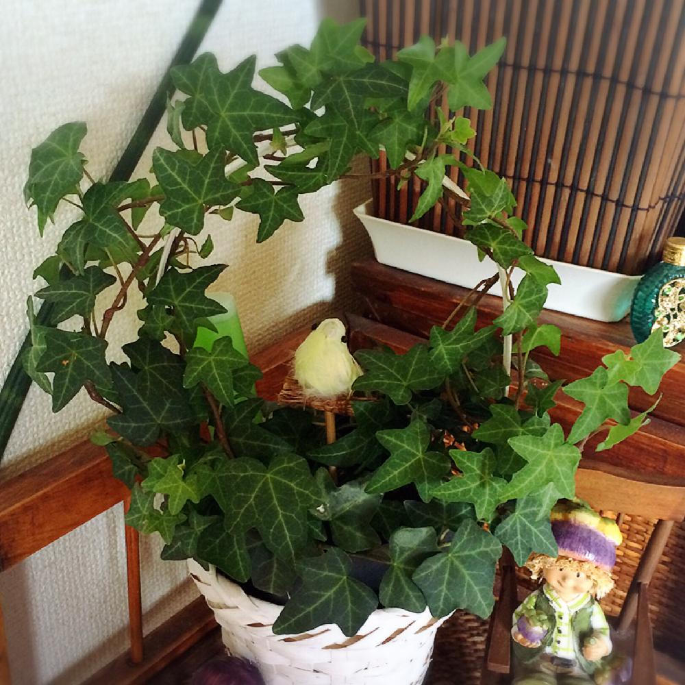 アイビーの投稿画像 By Miuさん インテリアグリーンと植中毒とグリーンデコレーションと観葉植物 15月12月23日 Greensnap グリーンスナップ