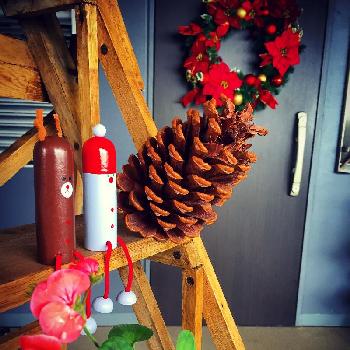 でかぼっくりの投稿画像一覧 Greensnap グリーンスナップ