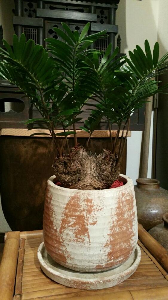 ザミア フロリダーナの投稿画像 By たくあんさん ザミアとソテツとインテリアグリーンと和風モダンコンテスト 15月12月25日 Greensnap グリーンスナップ