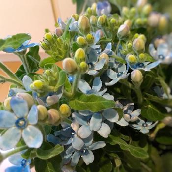 ブルースター ピュアブルーの投稿画像一覧 Greensnap グリーンスナップ