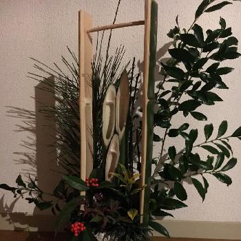 魔除けのヒイラギ の投稿画像一覧 Greensnap グリーンスナップ