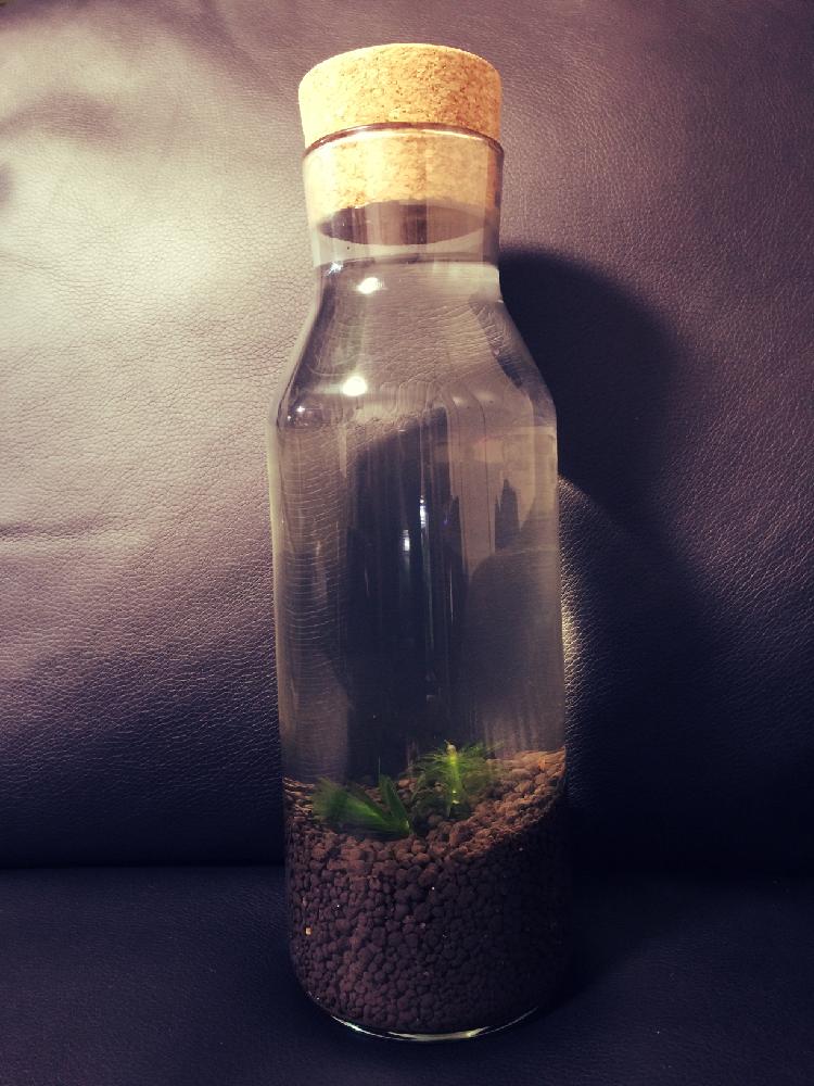 アナカリス 水草 の投稿画像 By さとさとさん ボトルアクアリウムと水草と難易度低 15月12月28日 Greensnap グリーンスナップ