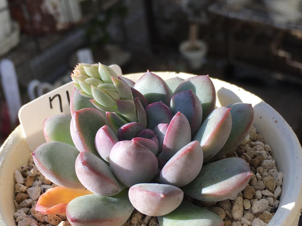 クレアの投稿画像 By コチョコチョさん 紅葉する多肉と多肉植物 15月12月28日 Greensnap グリーンスナップ