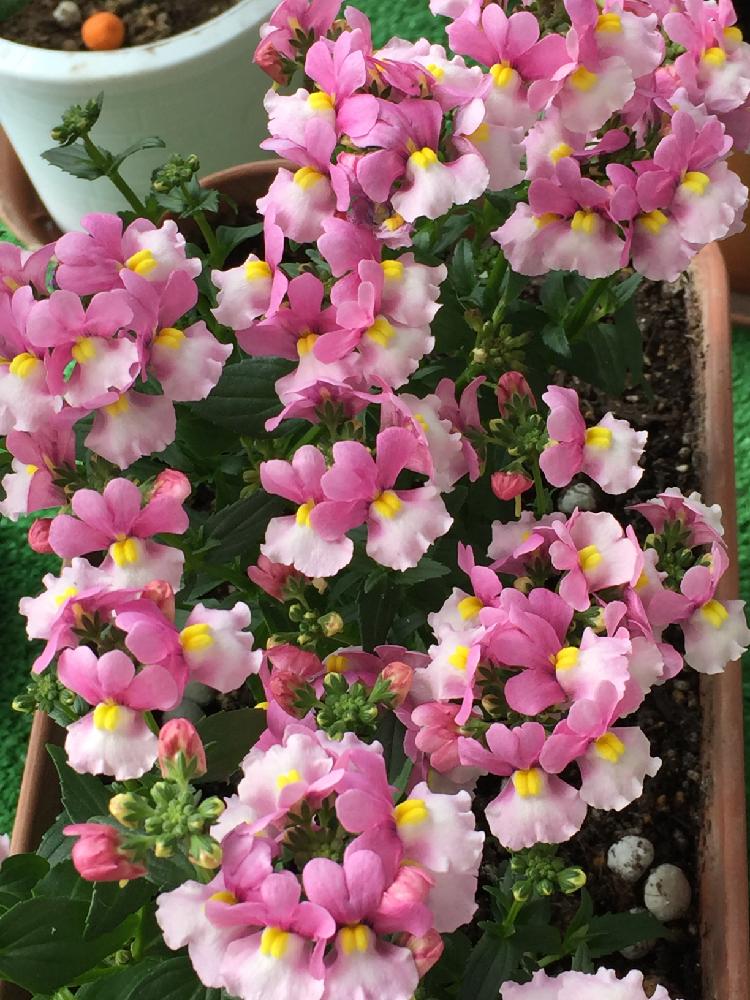 ネメシア メロウミルキーピンクの投稿画像 By Memeさん 冬に負けない と咲いた 15月12月31日 Greensnap グリーンスナップ