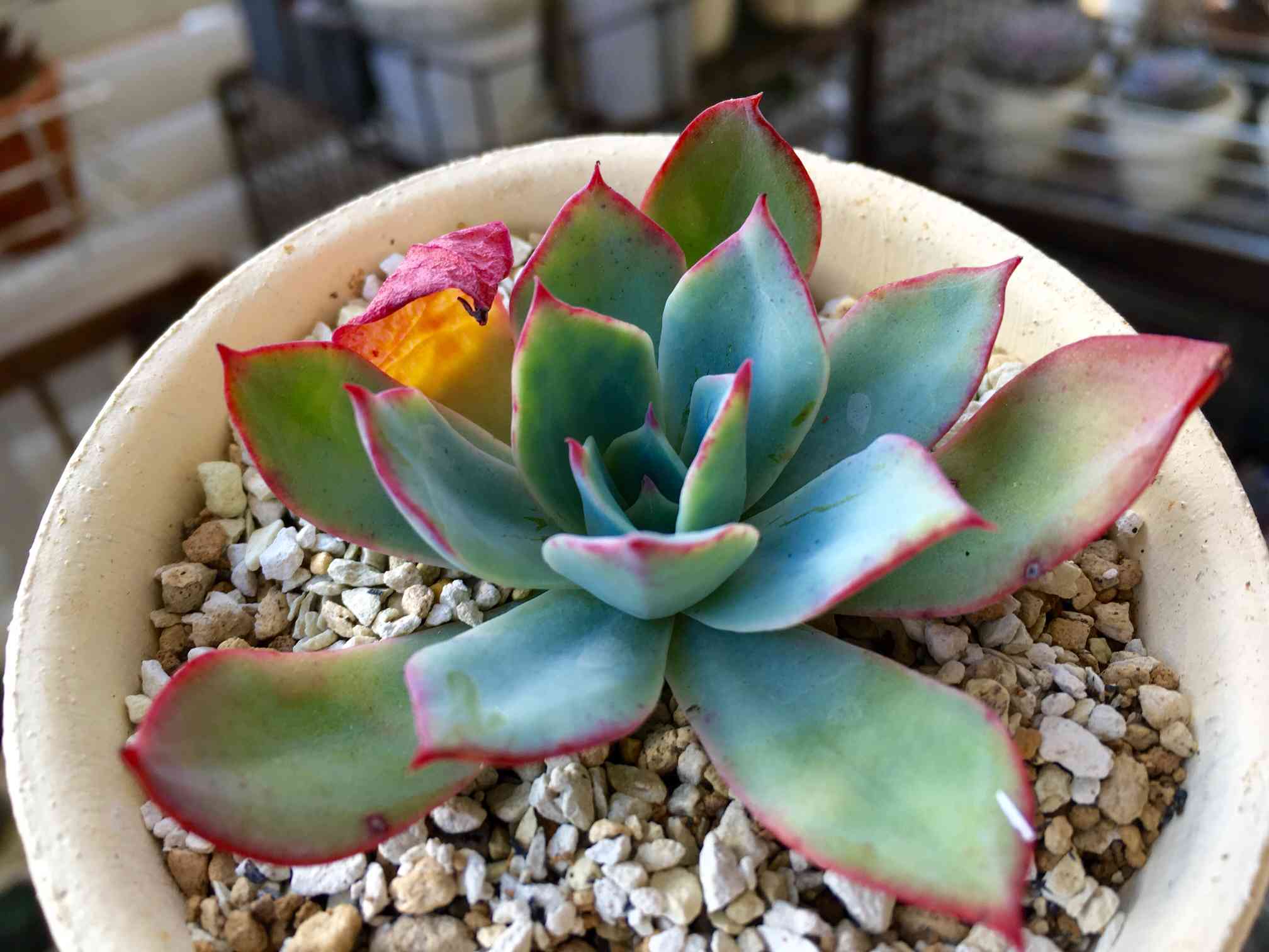 青典牡丹の一覧｜🍀GreenSnap（グリーンスナップ）