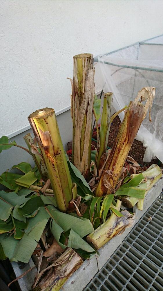 小さな庭の投稿画像 By こるでぃあさん 耐寒アイスクリームバナナと冬に負けない とガーデニングと珍奇植物と冬に負けない とガーデニングと珍奇植物 16月1月3日 Greensnap グリーンスナップ Greensnap グリーンスナップ