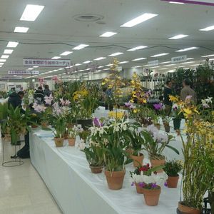 サンシャインの洋らん展,盆栽,多肉植物,観葉植物,フラワーアレンジメントの画像