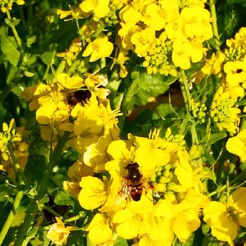 お花と虫の画像 by 花ママさん | お出かけ先と菜の花と満開と黄色の花と早春の花と春の匂いとお花と虫