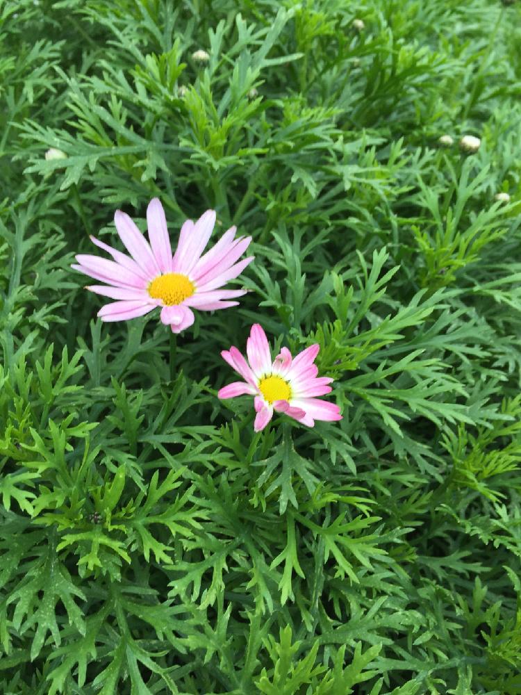 マーガレットの投稿画像 By みるさん 冬に負けない とガーデニングと狂い咲きと花のある暮らし 16月1月9日 Greensnap グリーンスナップ