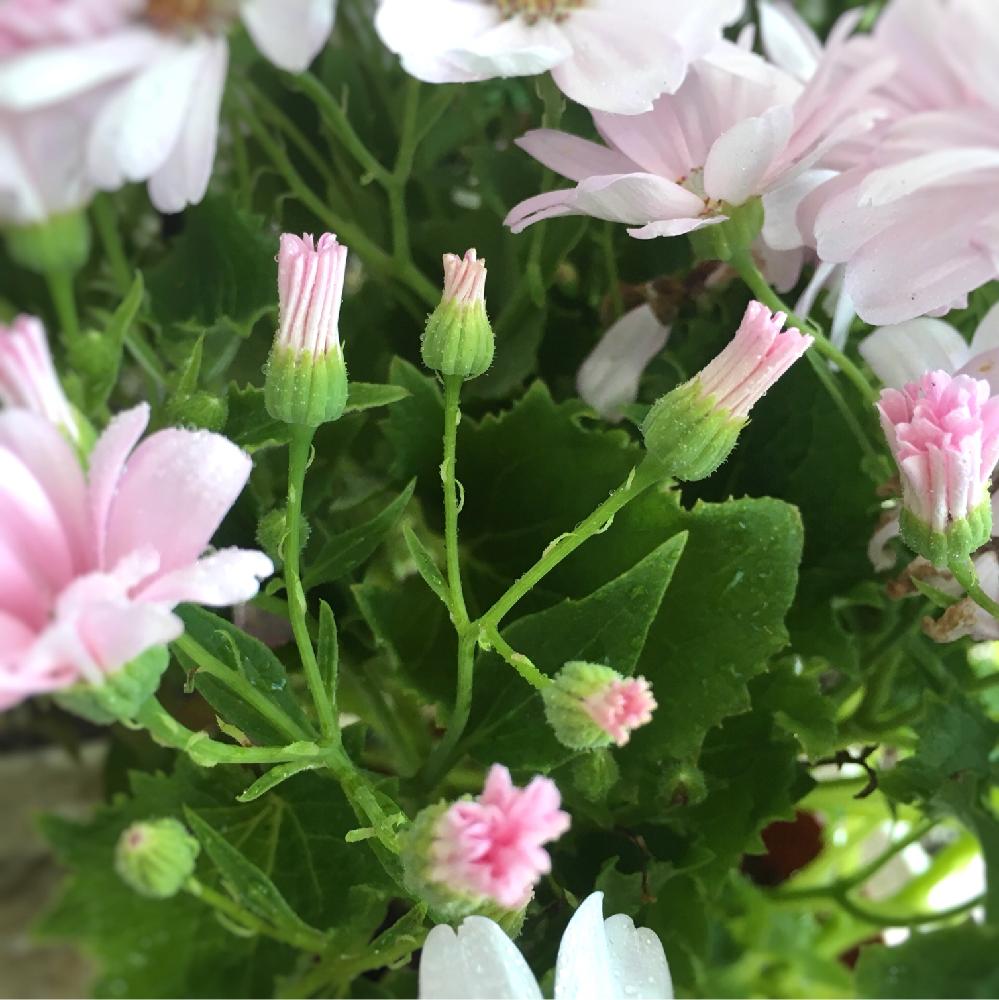 サイネリアの投稿画像 By Hiromiさん エントランスと成長記録とグリーンとピンクと蕾 と鉢植えと成長記録とグリーンとピンクと蕾 と鉢植え 16月1月17日 Greensnap グリーンスナップ Greensnap グリーンスナップ