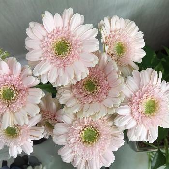 可愛いベビーピンク色の投稿画像一覧 Greensnap グリーンスナップ