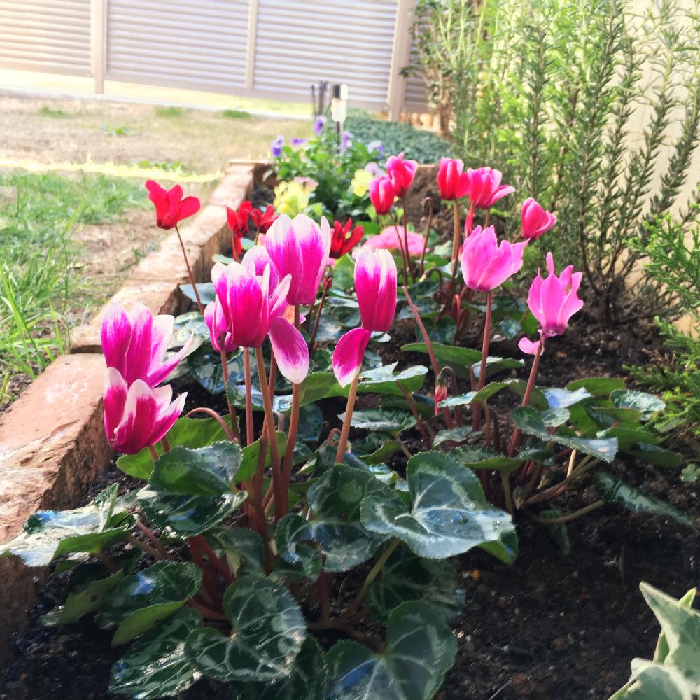 ガーデンシクラメンの投稿画像 By Shimomurahさん 花自慢と初心者ですと今日の一枚とガーデニング 16月1月22日 Greensnap グリーンスナップ