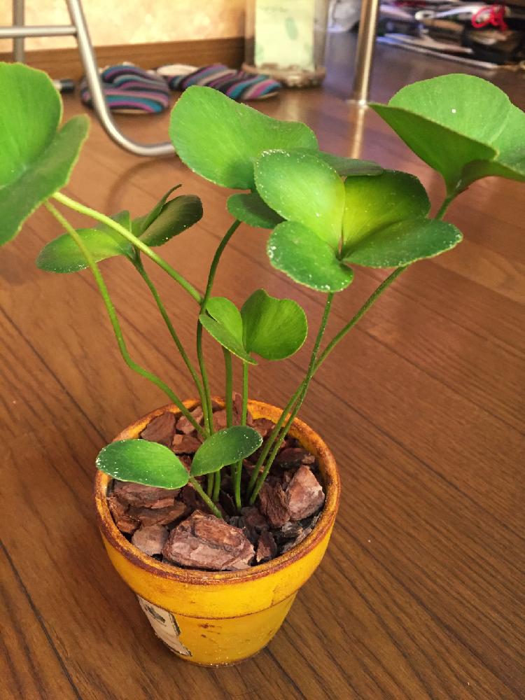 四葉のザミアの投稿画像 By ラリちゃんさん 初心者ですと観葉植物とリメ鉢と質問です とインテリアグリーンとリメイク鉢 16月1月26日 Greensnap グリーンスナップ