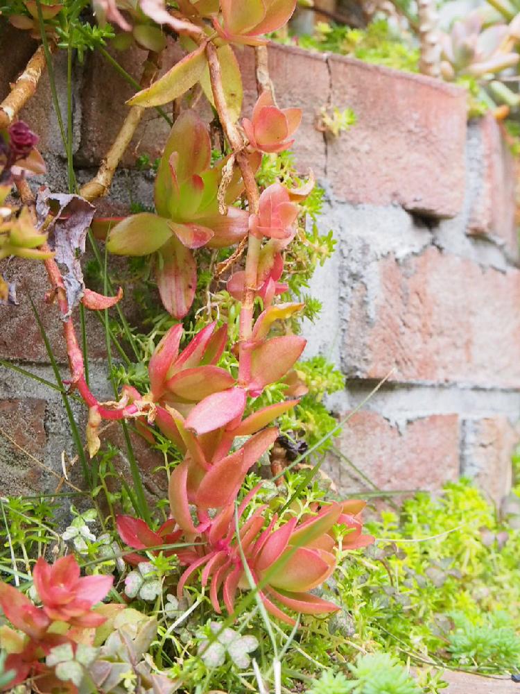 りんご火祭りの投稿画像 By Tenさん りんご火祭りと火祭と小さな庭と多肉植物とクラッスラ属とten S多肉花壇と花壇とtenクラッスラと多肉 花壇と暴れ多肉と多肉植物とクラッスラ属とten S多肉花壇と花壇とtenクラッスラと多肉花壇と暴れ多肉 16月1月26日 Greensnap