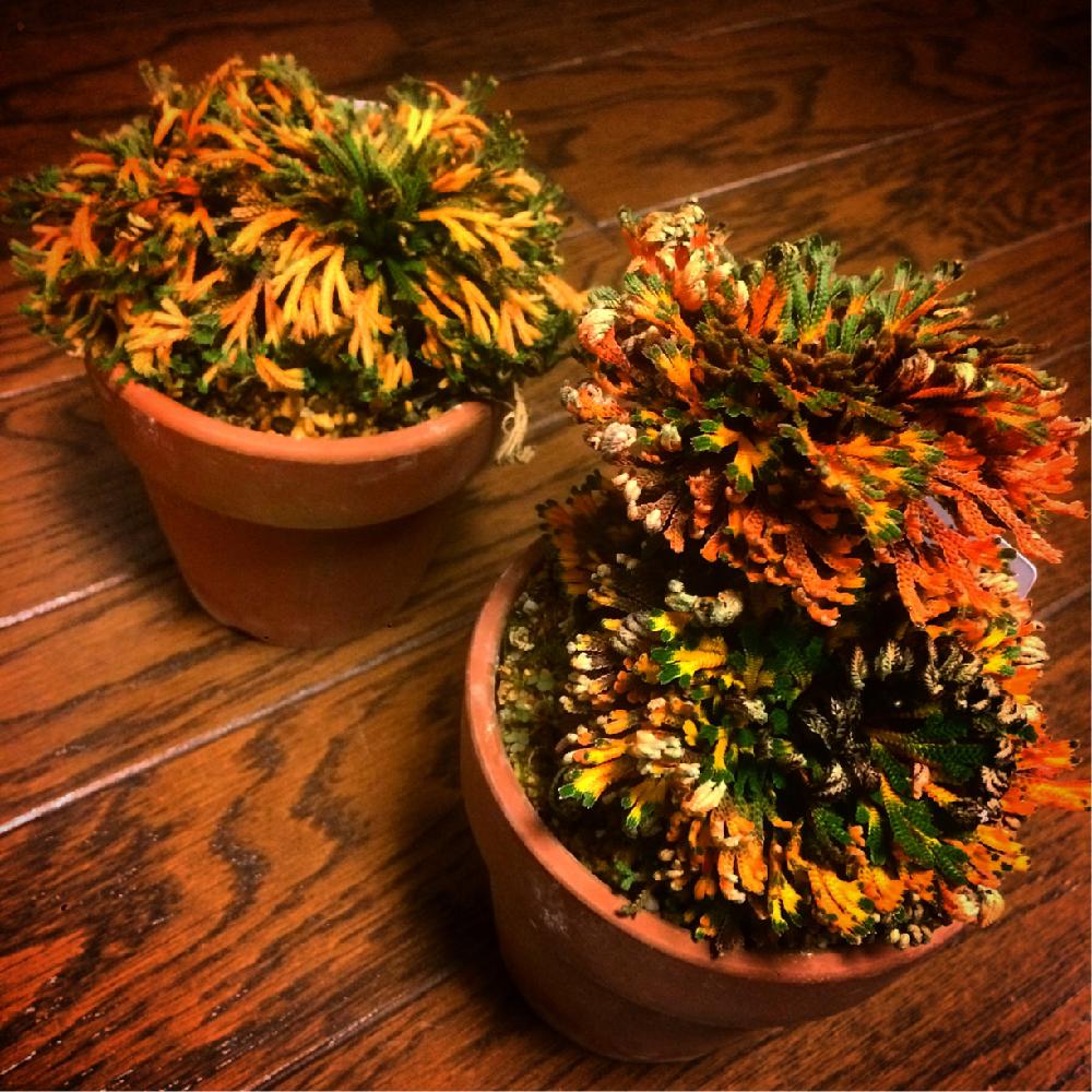 イワヒバ19 金華山 岩ヒバ 岩ひば 岩松