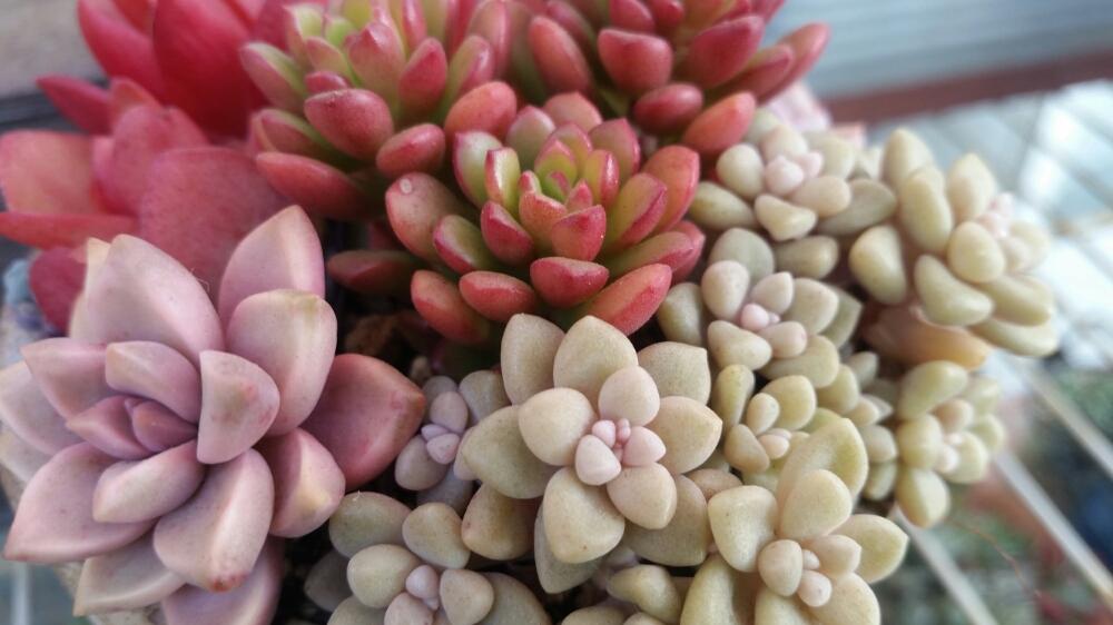 ピーチ姫 ジョイスドロップ 火祭り 姫秋麗の投稿画像 By Meguminさん 多肉植物とお気に入りと寄せ植えと紅葉する多肉と今日の一枚 16 月1月31日 Greensnap グリーンスナップ