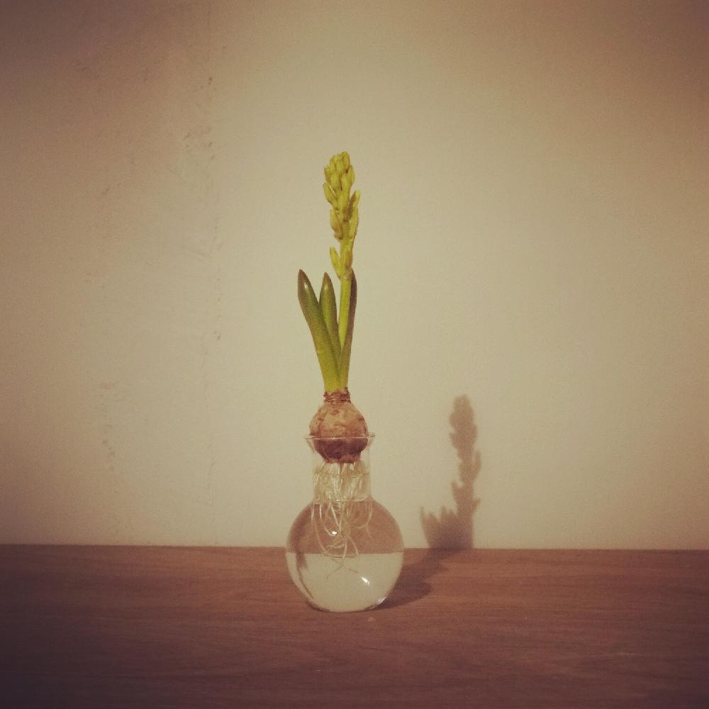 インテリアの投稿画像 By リカシツさん 多肉植物とビーカーと冬の植物と丸底フラスコと理化学と平底フラスコと多肉植物とビーカーと冬の植物と丸底フラスコ と理化学と平底フラスコ 16月1月31日 Greensnap グリーンスナップ Greensnap グリーンスナップ