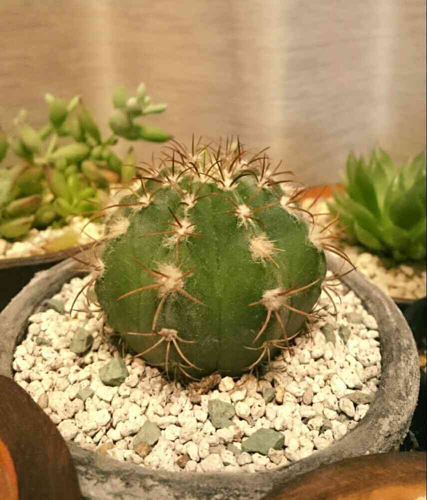 成長記録」deco+のマタンザヌス｜🍀GreenSnap（グリーンスナップ）