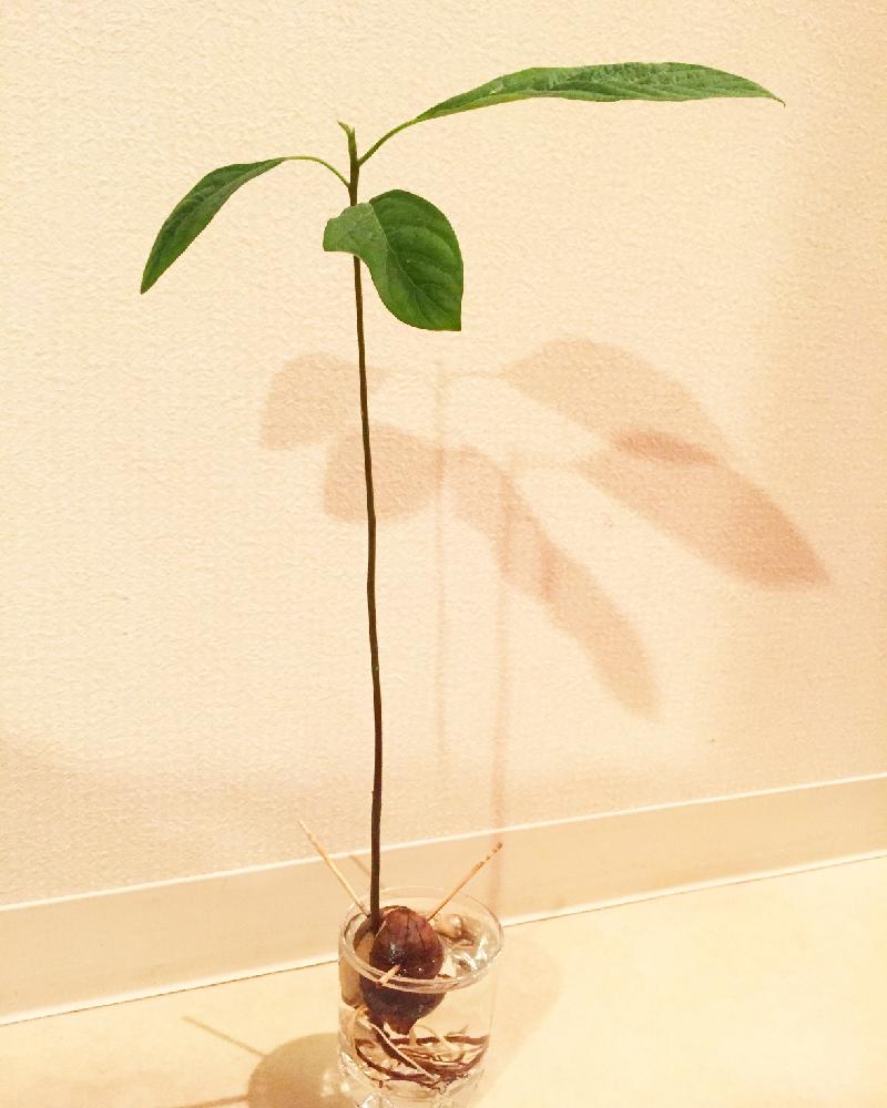挽く ためらう 自動化 種 観葉 植物 Miyagiboys Jp