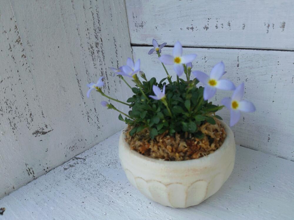 ヒナソウの投稿画像 By Akiさん 小さい鉢にと淡いブルーの小花と花のある暮らし 16月2月11日 Greensnap グリーンスナップ