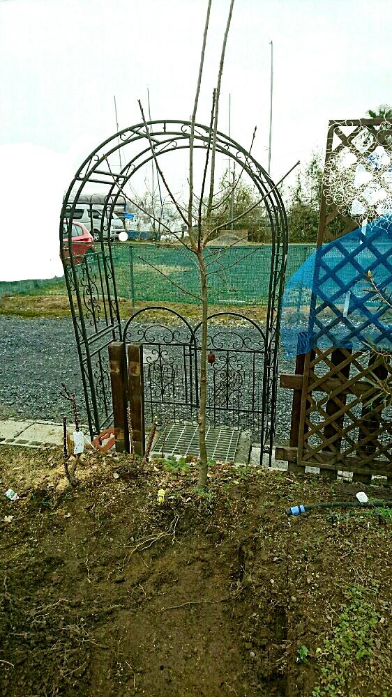 イギリス楢 コンコルディアの投稿画像 By こるでぃあさん アーチフェンス 柵 と元気いっぱいとシンボルツリーとお庭改造と冬に負けない とガーデニング 16月2月14日 Greensnap グリーンスナップ
