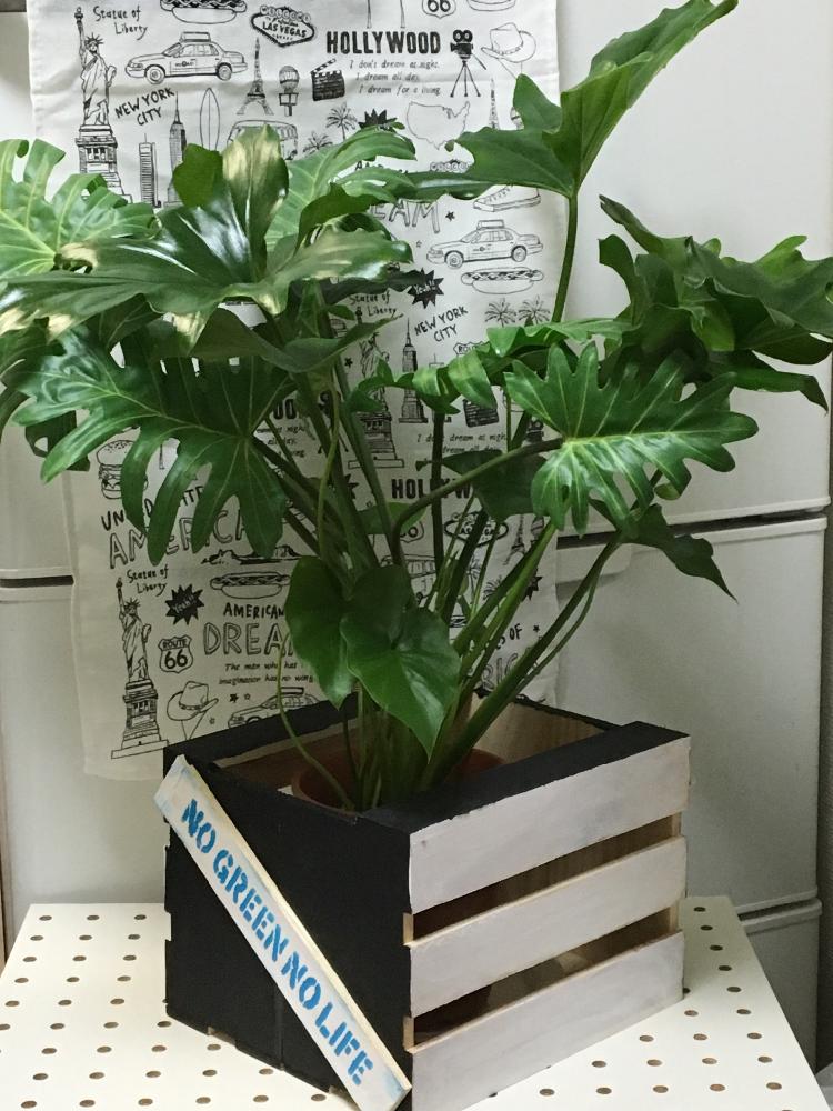 セロームの投稿画像 By Rk5kuuさん いなざうるす屋さんとリメイク木箱とフェイクグリーンと植中毒とセリア木箱 16月2月19日 Greensnap グリーンスナップ