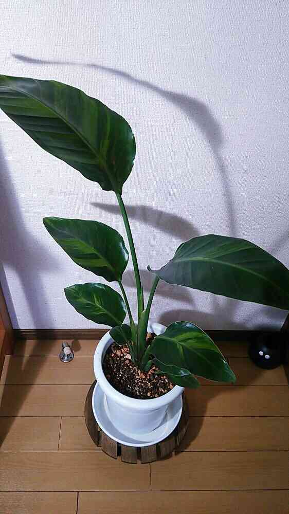 斑入り　オーガスタ　H70cm 斑入り オーガスタ H70cm 斑入り オーガスタ H70cm 斑入り オーガスタ