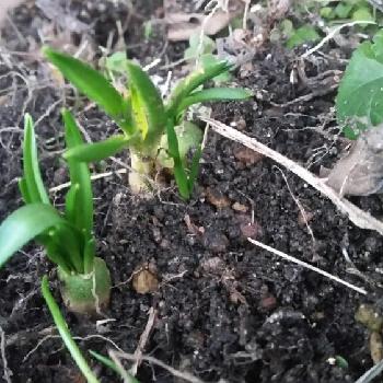 何の花 の球根 教えて下さいの投稿画像一覧 Greensnap グリーンスナップ 何の花 の球根 教えて下さいの投稿画像一覧 Greensnap グリーンスナップ