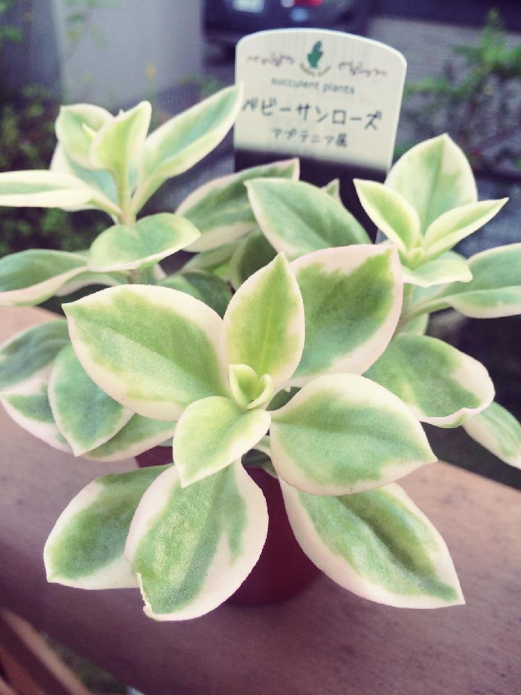 ベビーサンローズ 斑入り の投稿画像 By Coppiさん ベビーサンローズとわが家の多肉スペースと初心者ですと多肉植物 16月2月29日 Greensnap グリーンスナップ